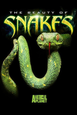 The Beauty of Snakes 2003