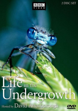 Life in The Undergrowth 2005