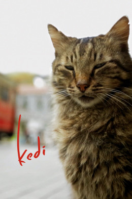 Kedi 2016